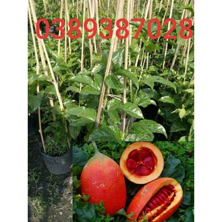 Cây gấc giống,2 cây