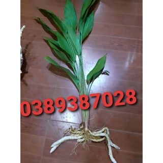 củ ngải trắng, 500gam