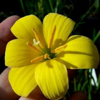 Củ hoa huệ mưa ngoại màu vàng đậm