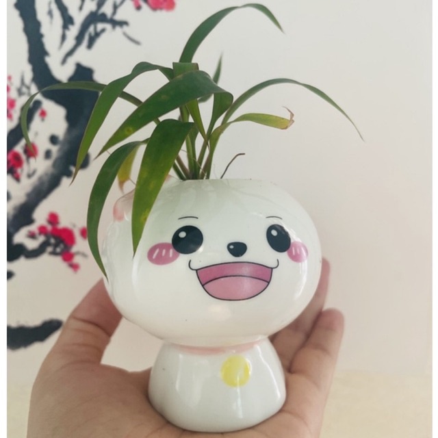 Chậu kiểng mini trang trí bàn trà/phòng khách - tặng kèm hạt giống