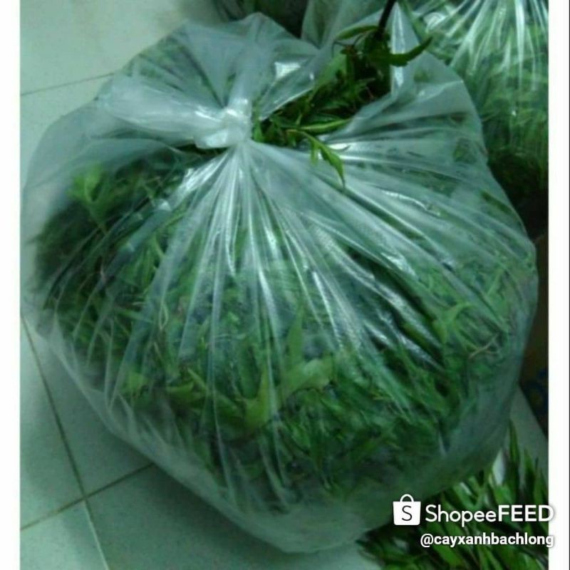 Lá đinh lăng tươi - gói 1kg