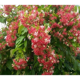 Cây hoa sử quân tử