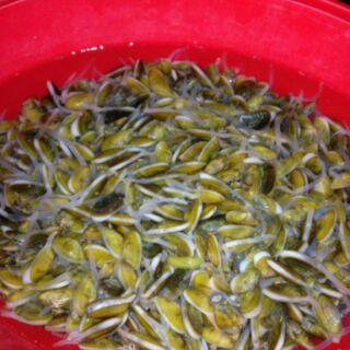 Mắm dắt phú yên