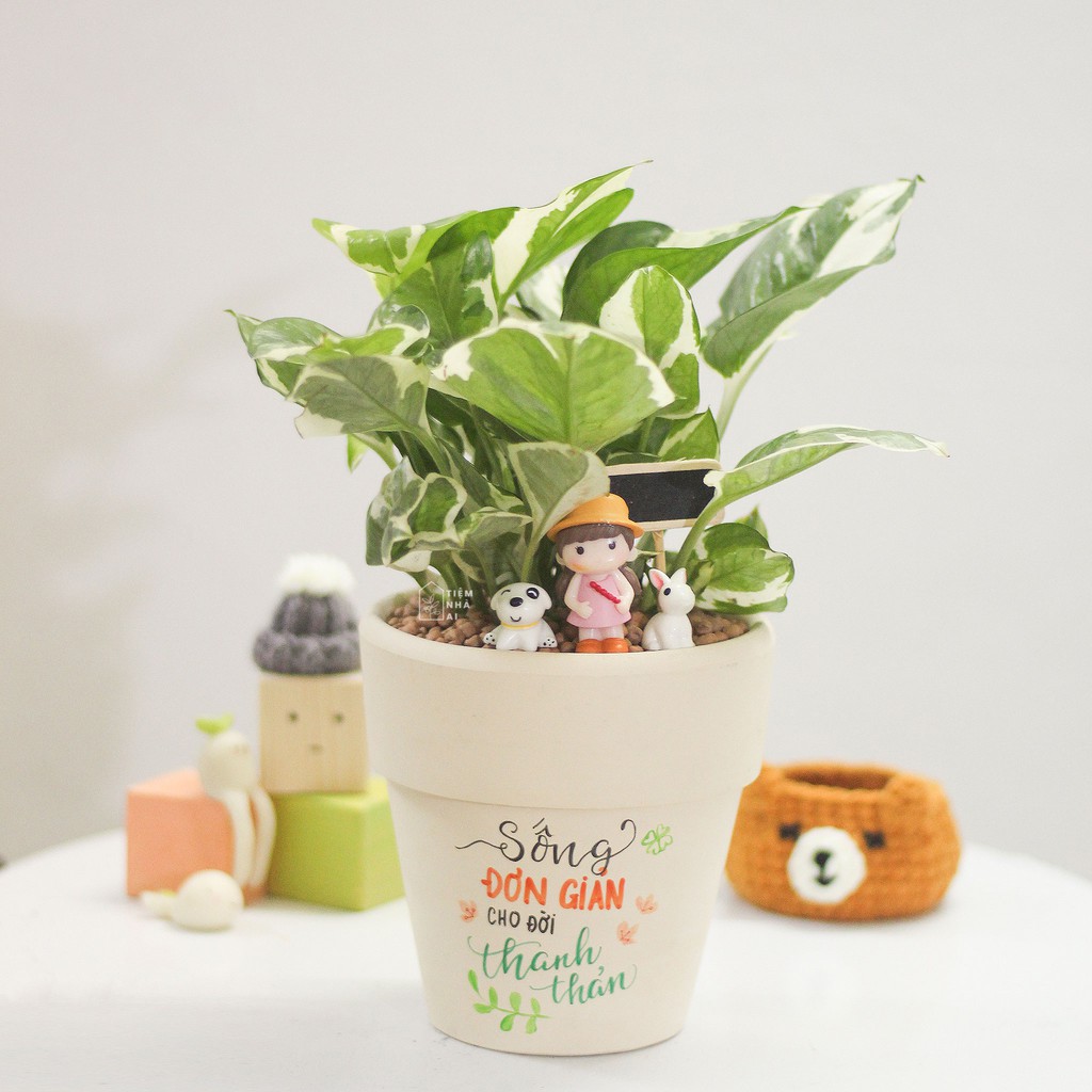 Chậu đất nung trắng nâu trồng cây 7-9-11cm có vẽ hình theo yêu cầu