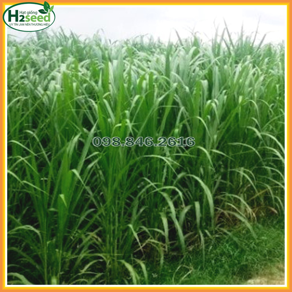 Hạt giống cỏ Voi Lai - gói 100g - Cỏ giàu dinh dưỡng dùng trong chăn nuôi trâu, bò, cá, thỏ...