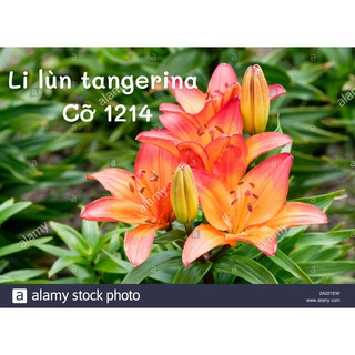Combo 3 Củ Ly Lùn Màu Cam ( Củ Giống Ly)