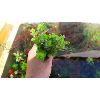 50 cây  vẩy ốc thủy sinh