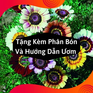 Combo 2 Gói Hạt Giống Hoa Cúc Chi Mix