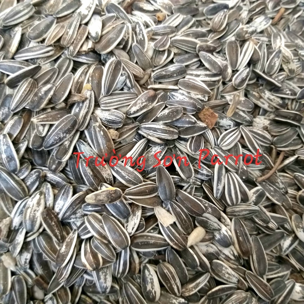 HẠT HƯỚNG DƯƠNG TƯƠI SIZE TRUNG gói 500g