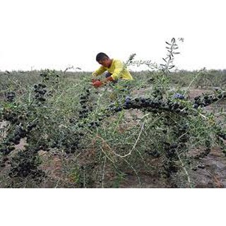 HẮC KỶ TỬ HOANG DÃ TÂY TẠNG
