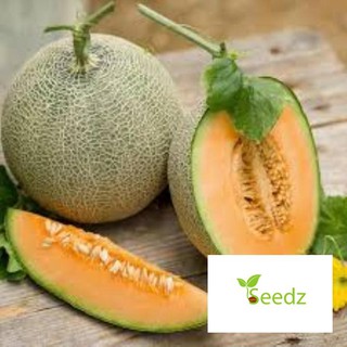 Gói 20 hạt giống dưa lưới xanh VINMARK HẠT GIỐNG