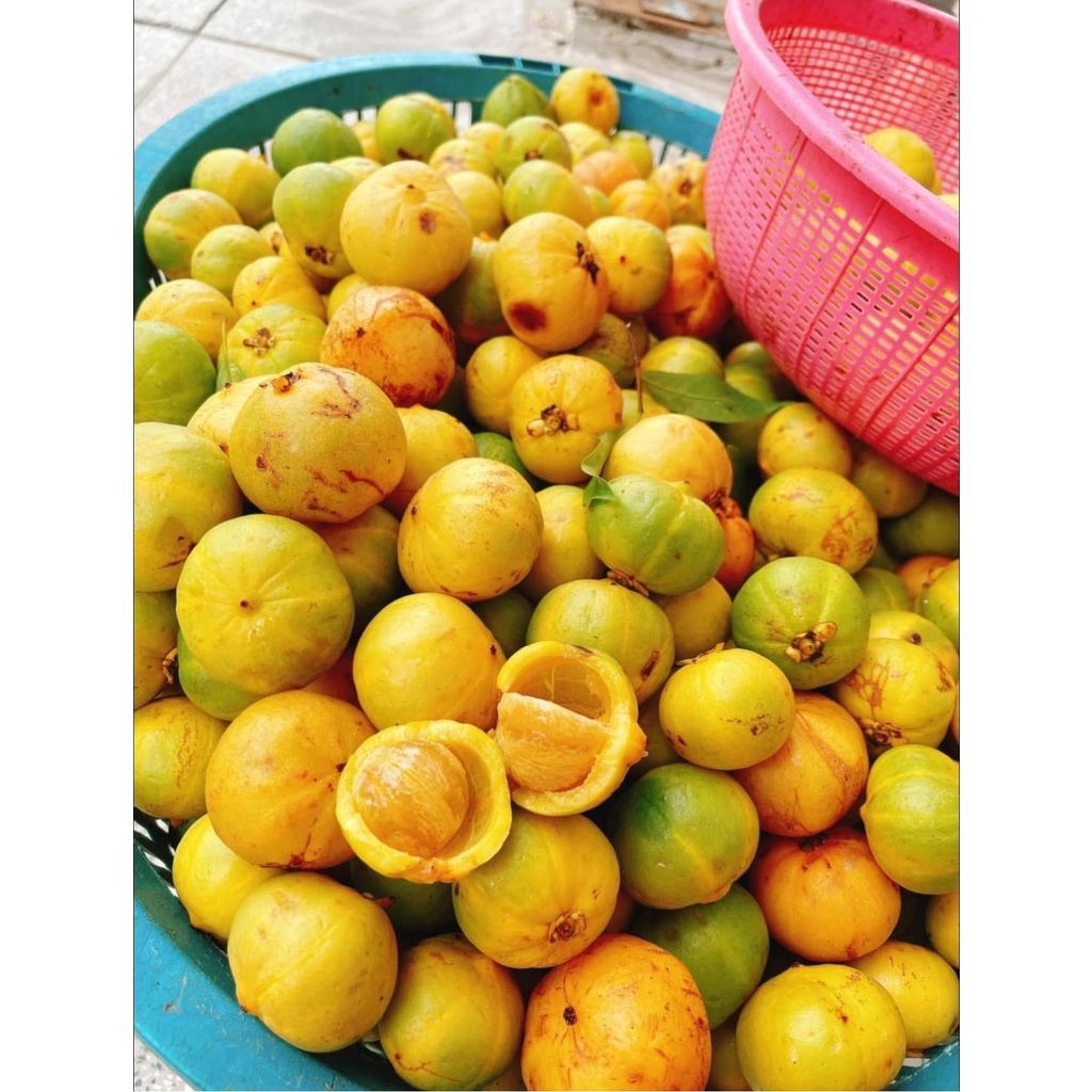 QUẢ BỨA RỪNG/VỎ TAI CHUA (măng cụt rừng)