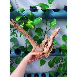 LŨA TRANG TRÍ SET UP HỒ NUÔI ỐC MƯỢN HỒN