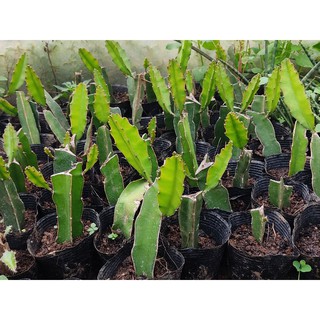 Cây giống thanh long ruột đỏ cao 20cm