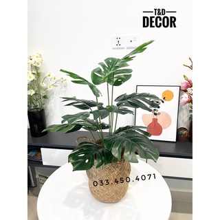 CÂY GIẢ- CÂY LÁ RÙA cao 60cm, Cây lá xẻ/ rách decor trang trí nhà cửa, homestay, khách sạn, nhà hàng
