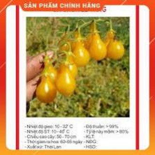 HẠT GIỐNG CÀ CHUA LÊ VÀNG.