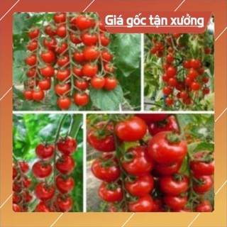 Hạt giống cà chua chuỗi Ngọc- gói 30 hạt