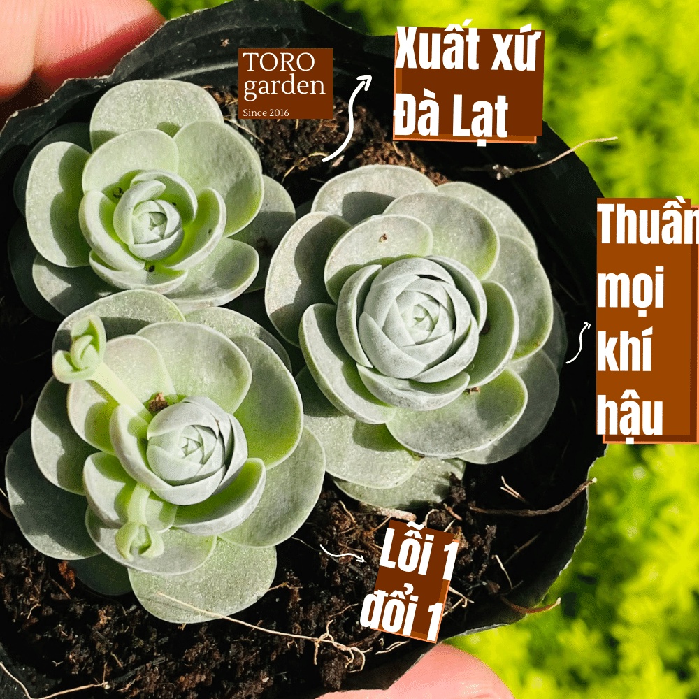 Sen đá dù tròn Đà Lạt size bé cây cảnh trang trí nhà cửa Toro garden