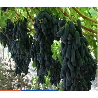 Cây giống NHO NGÓN TAY đen trái ngọt không hạt - giống chuẩn 4.6-UtNho