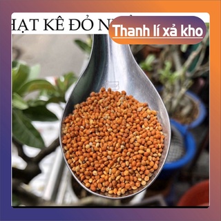 Hạt kê nhỏ thức ăn chim yến phụng , cu gáy (1kg). Chất Lượng Số 1