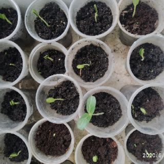 10 hạt bầu hồ lô - trái gần 10kg
