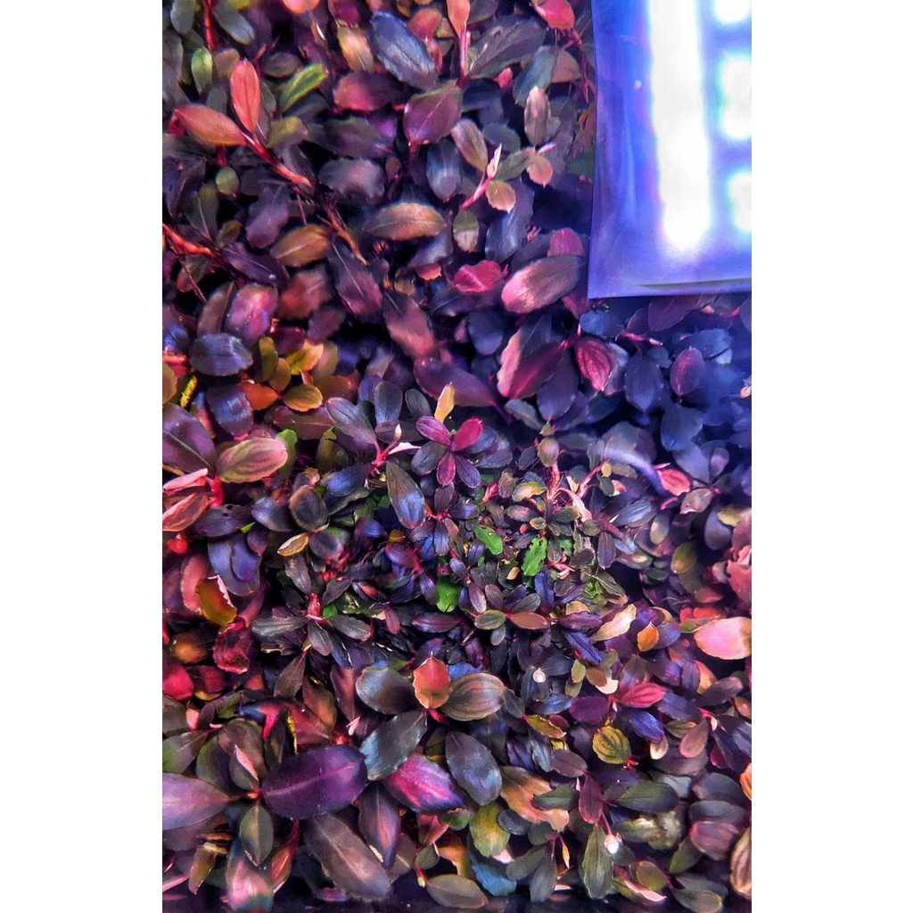 Đèn Led Thủy Sinh WRGBU SkyLed tank