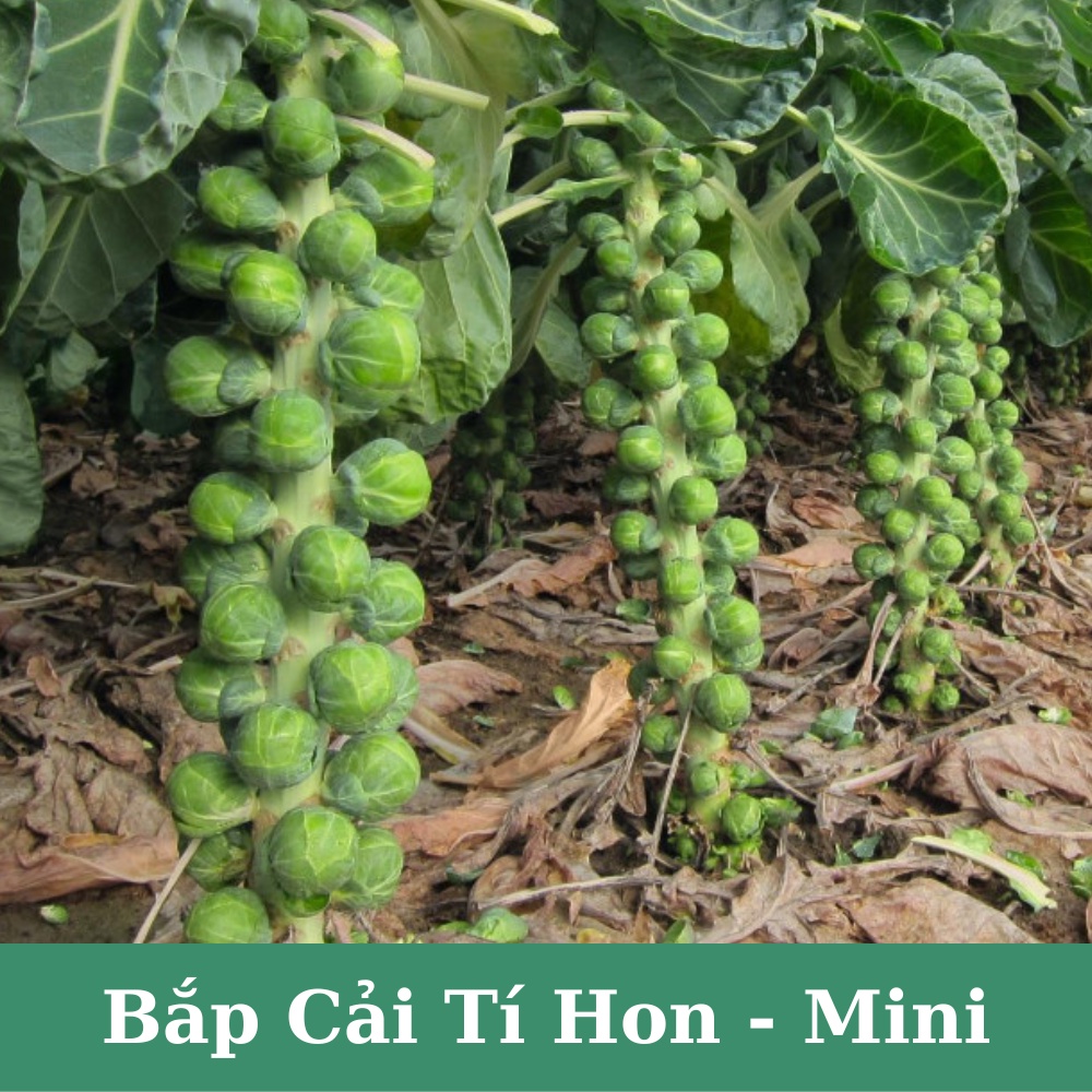 Hạt giống bắp cải tí hon mini F1 - Giàu dinh dưỡng