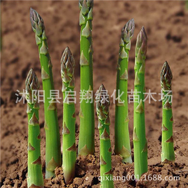 Hạt giống măng tây gốc số 1 - 2 túi giống măng tây X 100 hạt (tỷ lệ nảy mần cao)