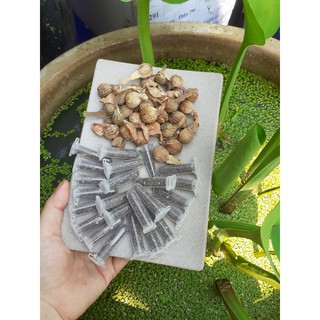 Hạt giống Kèo Nèo - Tai Tượng - Cù Nèo - Ba Khía - Nê Thảo