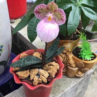 COMBO 5 CÂY LAN HÀI MỐC HỒNG RỪNG TÂY BẮC, HOA NỞ DỊP TẾT