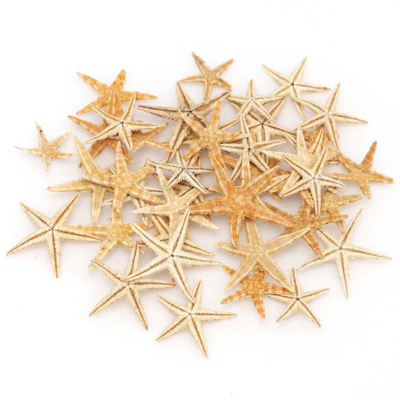 Hộp sao biển thật bằng resin epoxy dùng cho trang trí 1-5cm
