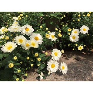 🌹Cúc đổi màu 🌹