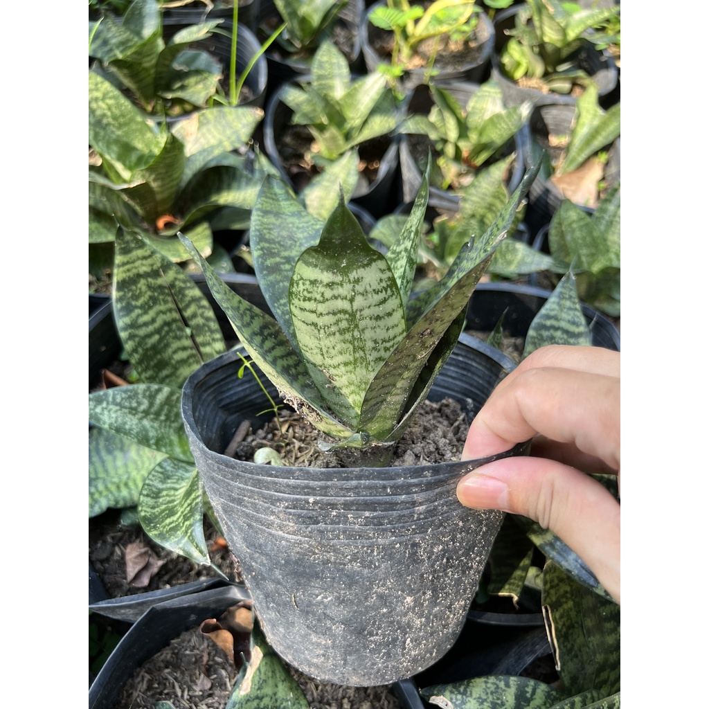 Cây lưỡi hổ mini - xanh - cây lưỡi mèo