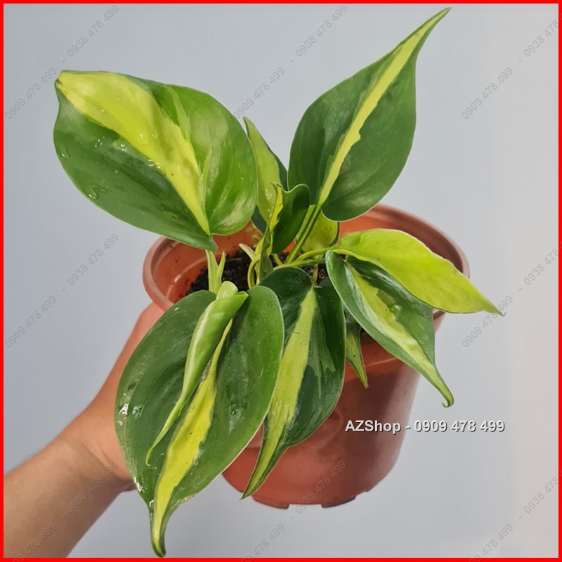 Chậu Trầu Bà Sọc Vàng Brazil - Philodenron Brazil