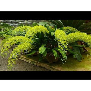 ⚡FLASH SALE⚡ vũ nữ hoàng hậu