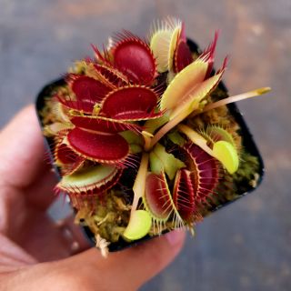 Bẫy kẹp đỏ