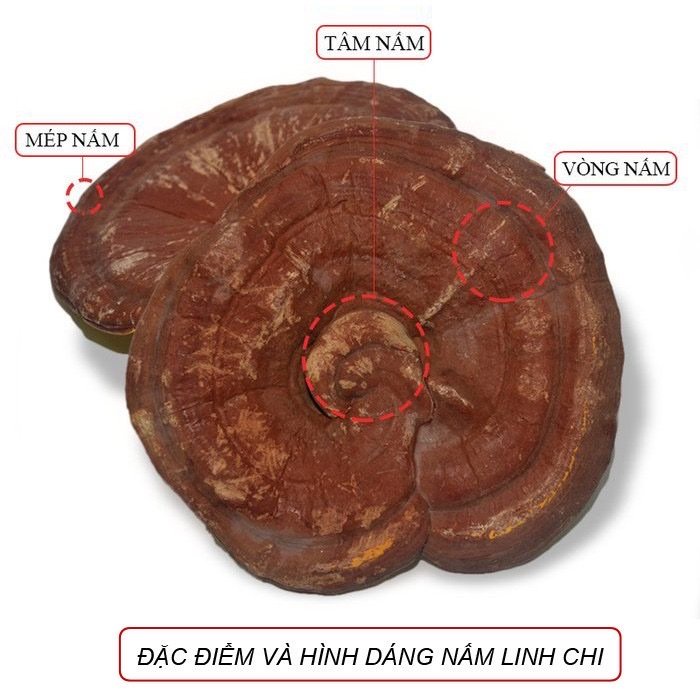 Nấm Linh Chi Hàn Quốc 1kg