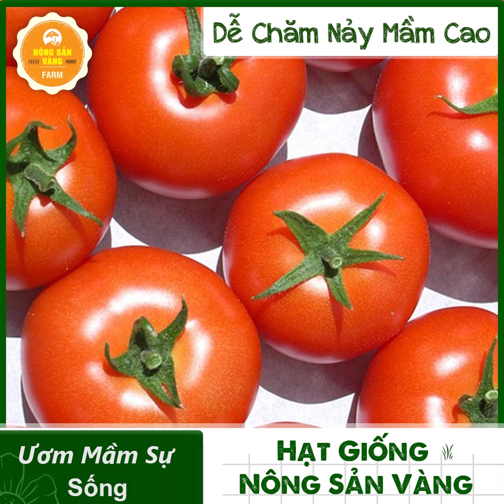 Hạt giống Cà Chua Đỏ Quả To F1 ( Gói 50 Hạt ) - Nông Sản Vàng