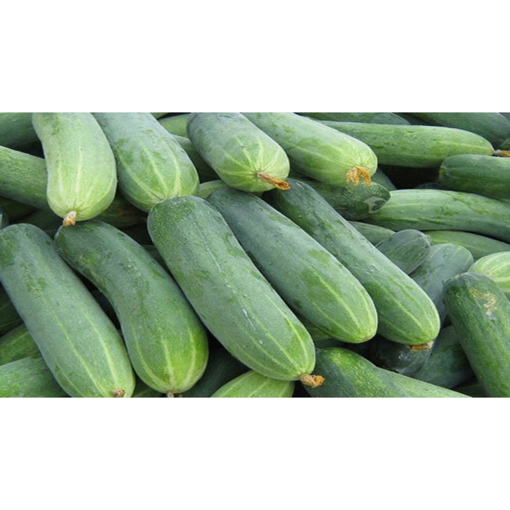 dưa leo, dưa chuột sạch rẻ 25k [500gr] dưa leo