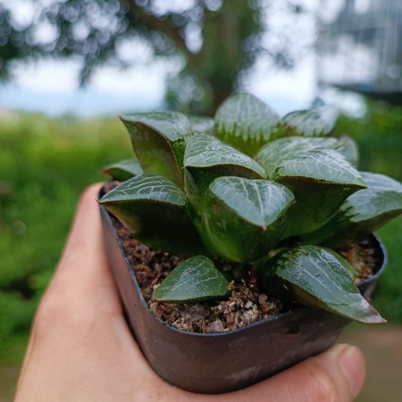 Sale 50%-Sen Đá Haworthia Bayeri vân đẹp Ms:03