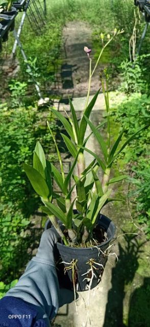 Hoa Lan dendro yaya mặt cười cây trưởng thành