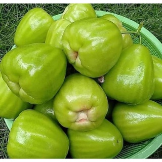 Mận đường xanh