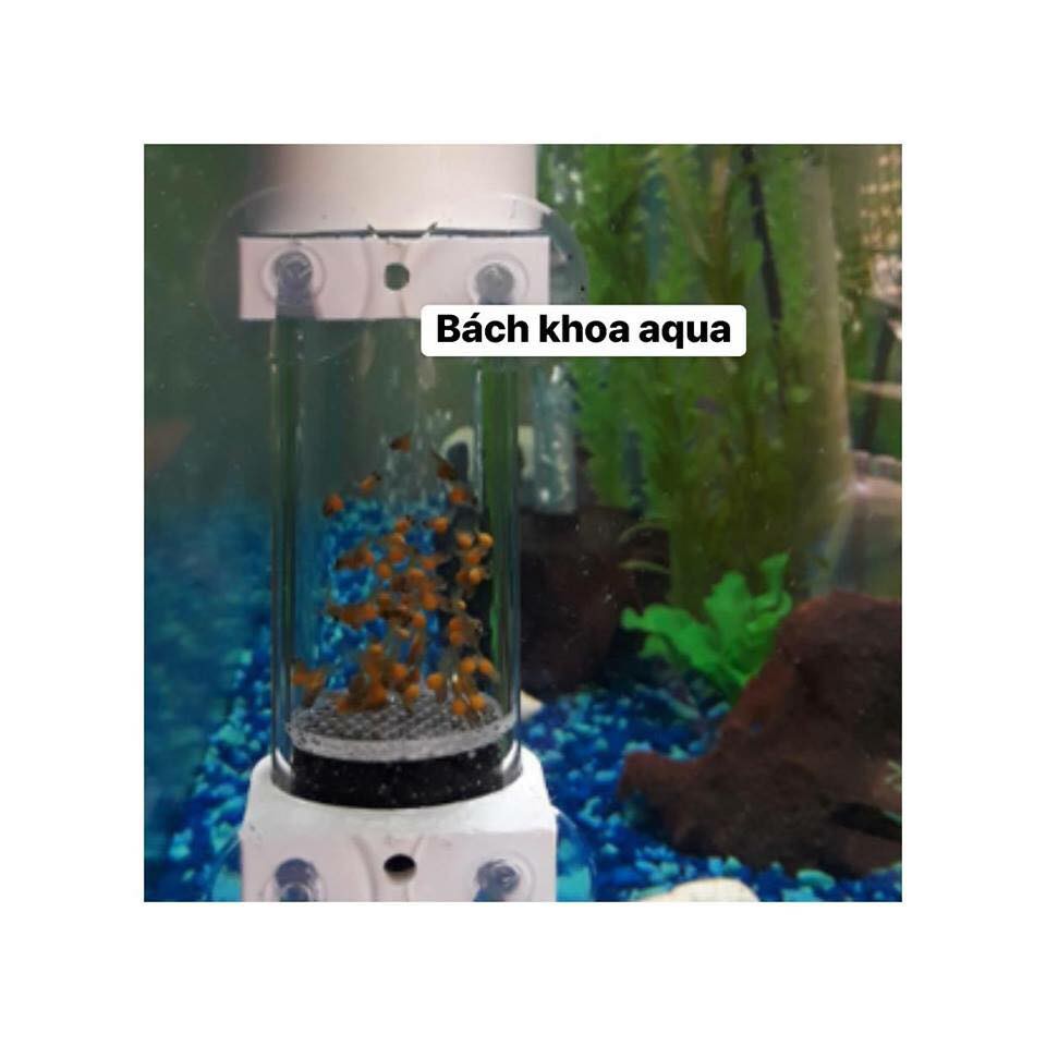 Bộ ấp trứng cá Bách Khoa Aqua