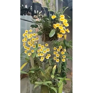 1 cụm Cây giống lan rừng Vảy rồng