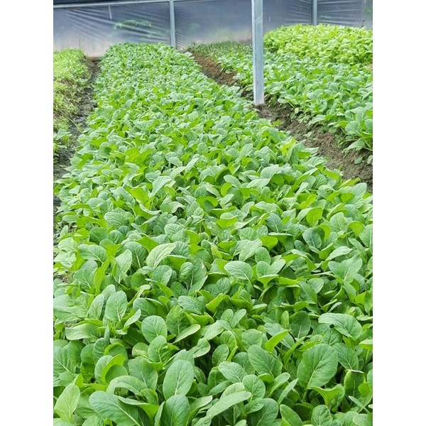 Sản phẩm hỗ trợ cho cây trồng trước các loài sâu không hôi gây mùi