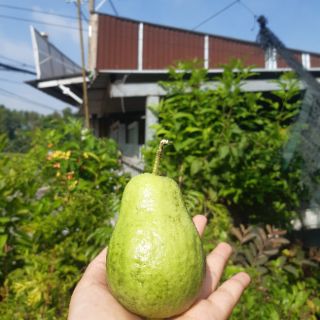 Cay ổi lê đang trái quá đẹp