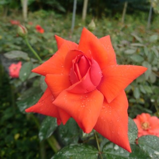 Cây hoa hồng cổ tàu- Hoa đẹp trang trí sân vườn- Decor-Phong thuỷ-Cây hoa kiểng Đồng Tháp