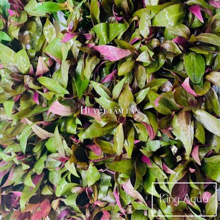 Cây thủy sinh Huyết Tâm Lan (Trung cảnh)