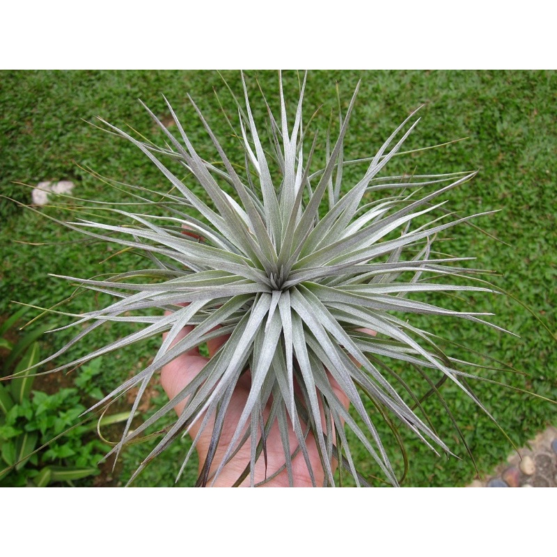 Cây Không Khí Hồng Hạnh(Tillandsia Houston Cotton Candy)