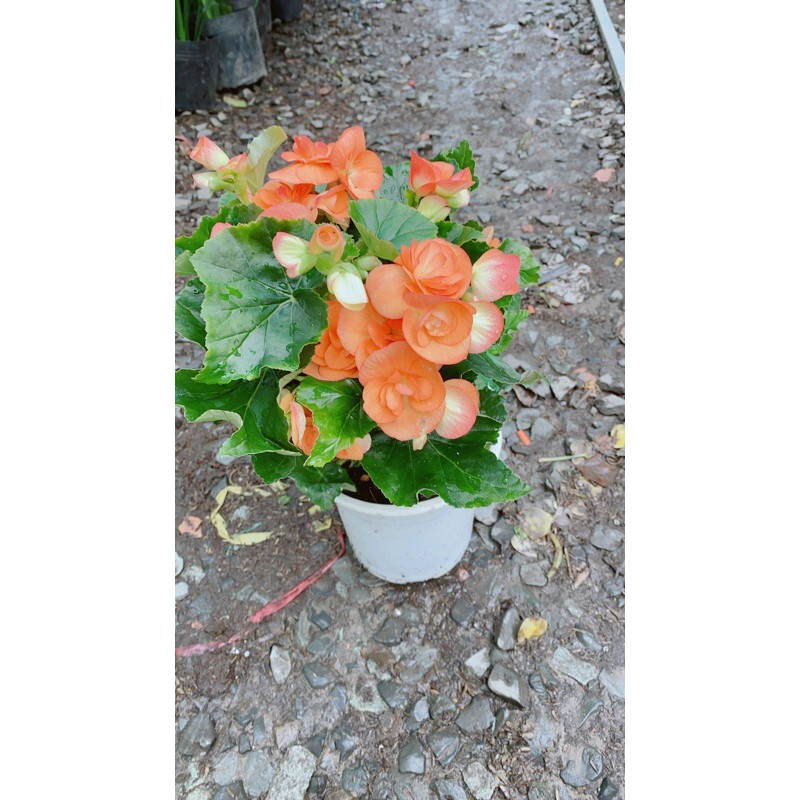 Hoa Thu Hải Đường